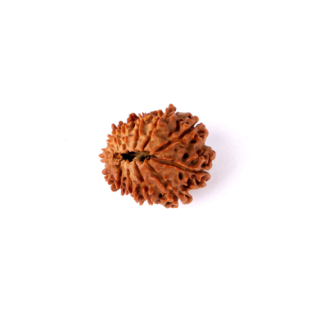 15 Mukhi Rudraksha (25.26mm)