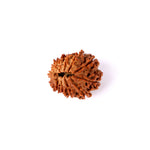 15 Mukhi Rudraksha (25.26mm)