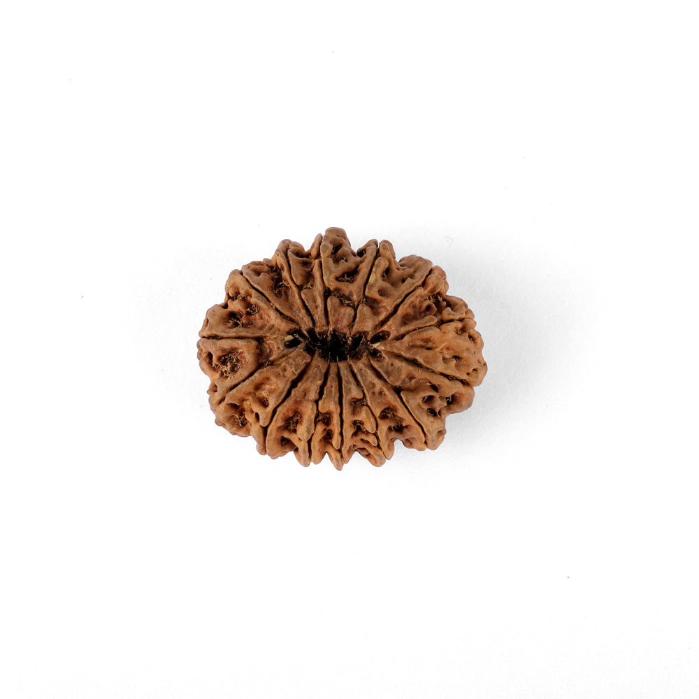 14 Mukhi Rudraksha (33.10mm)