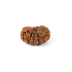 14 Mukhi Rudraksha (33.10mm)