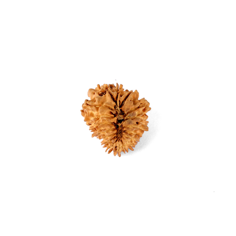 18 Mukhi Rudraksha (20.23mm)