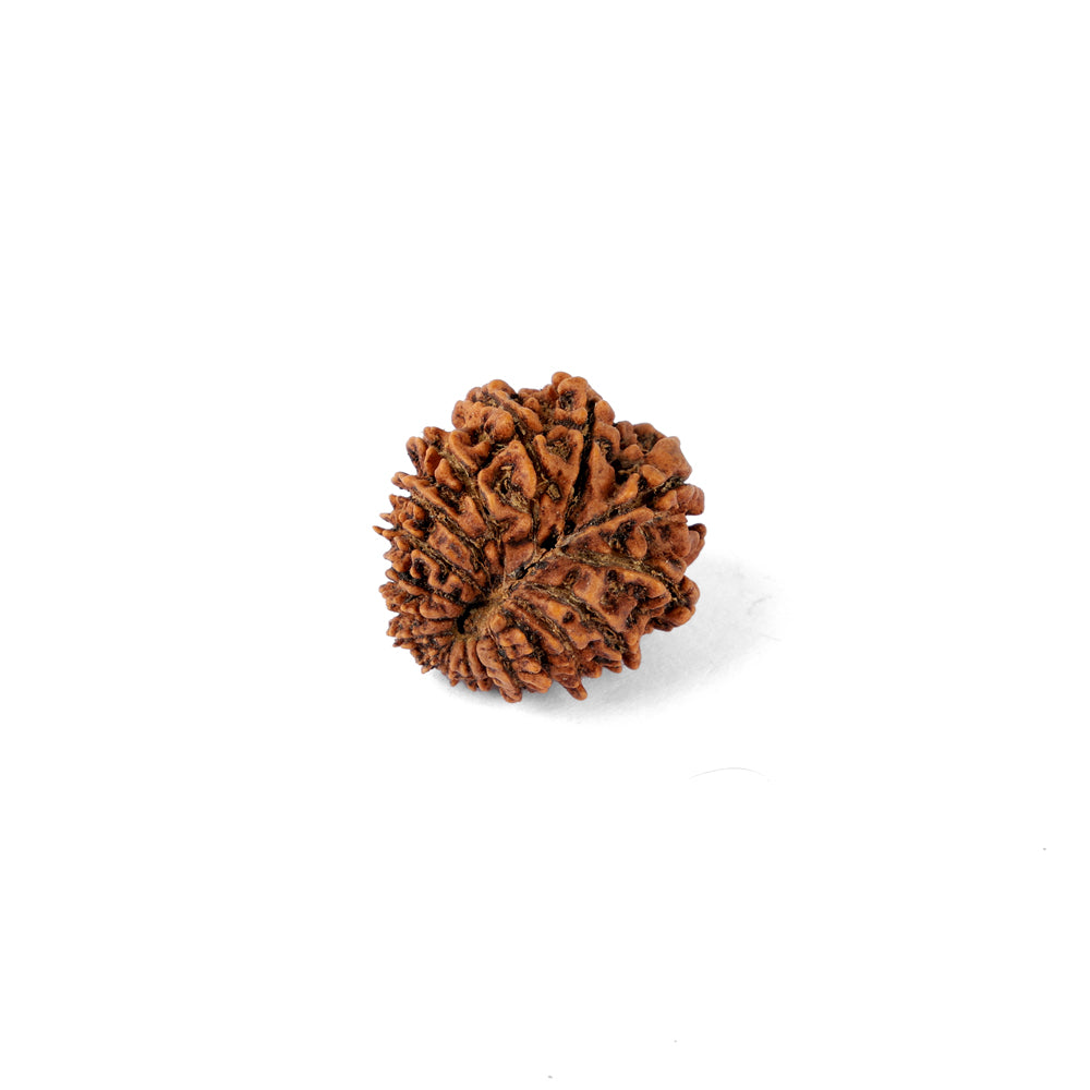 18 Mukhi Rudraksha (24.28mm)