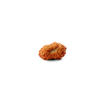19 Mukhi Rudraksha