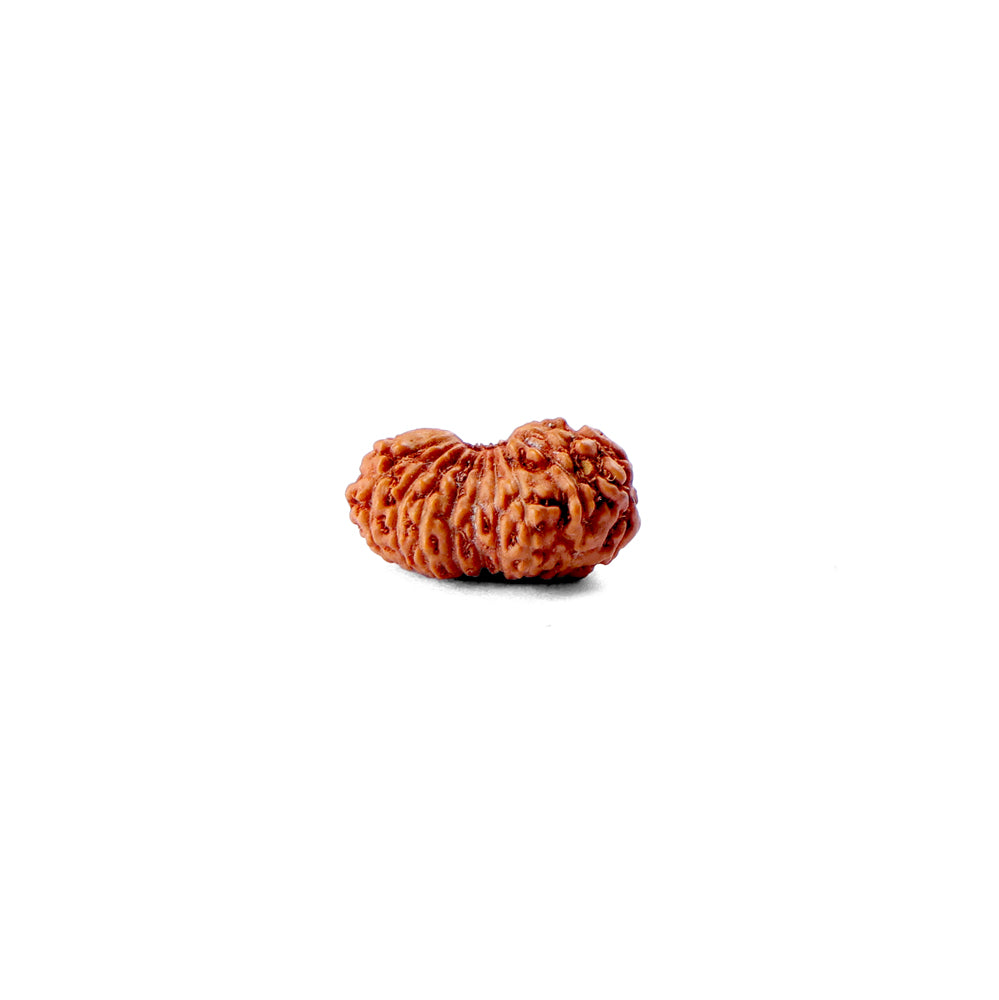 19 Mukhi Rudraksha