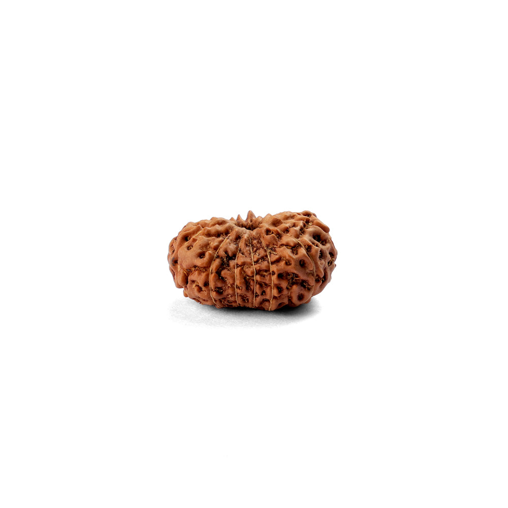 14 Mukhi Rudraksha (24.21mm)