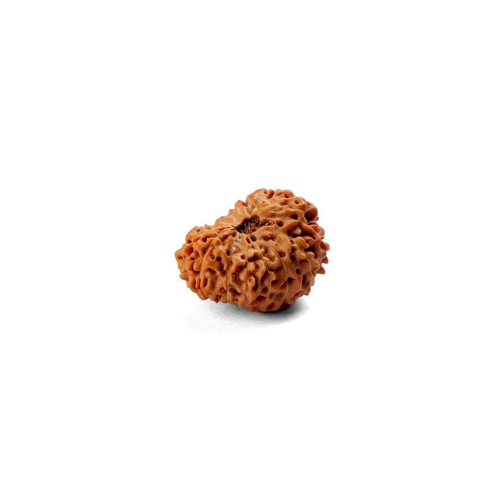 17 Mukhi Rudraksha (22.14mm)