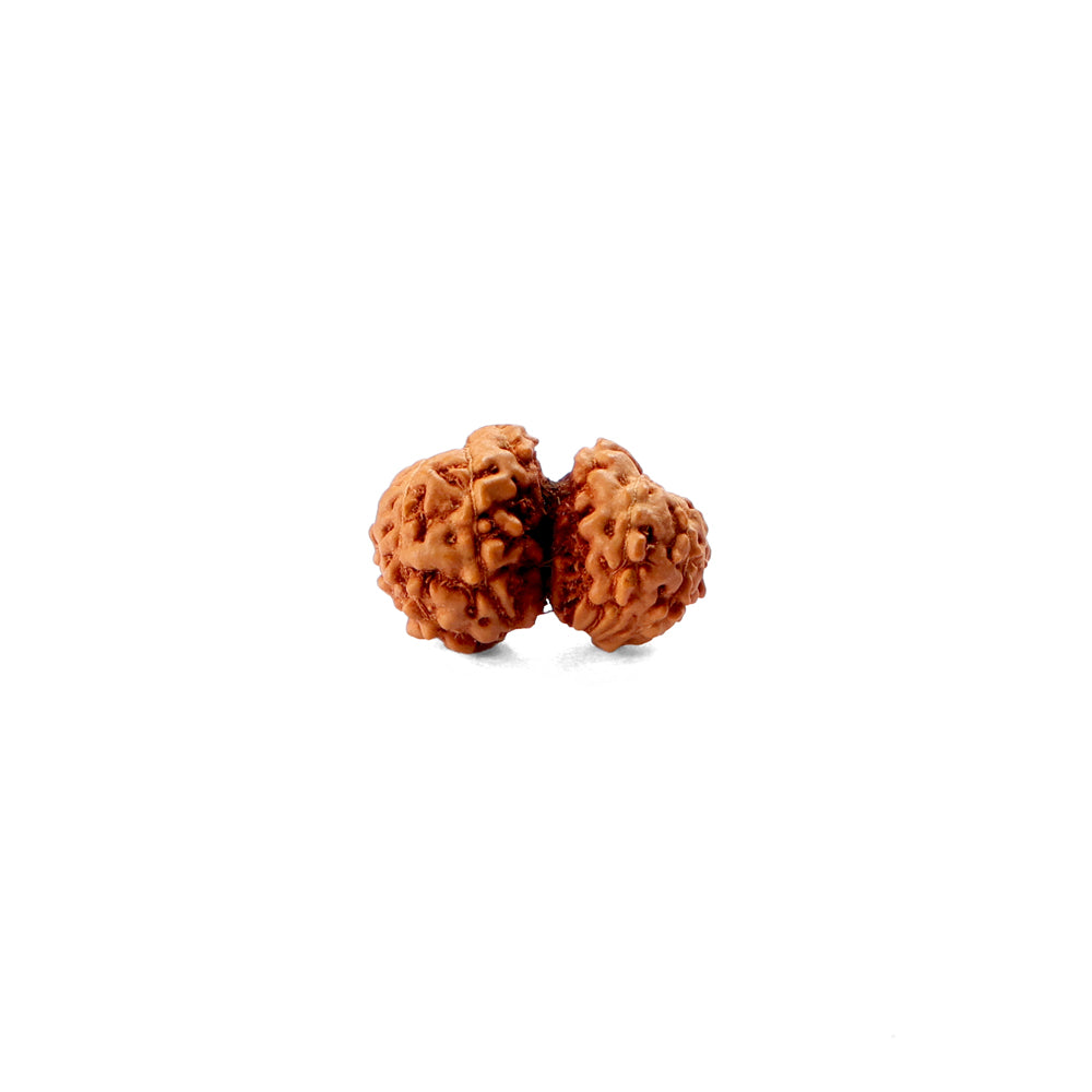 Gauri Shankar Rudraksha
