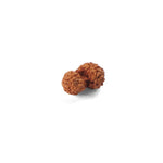 Gauri Shankar Rudraksha