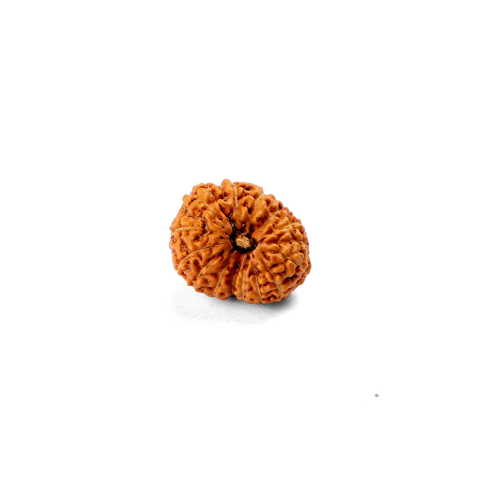 15 Mukhi Rudraksha