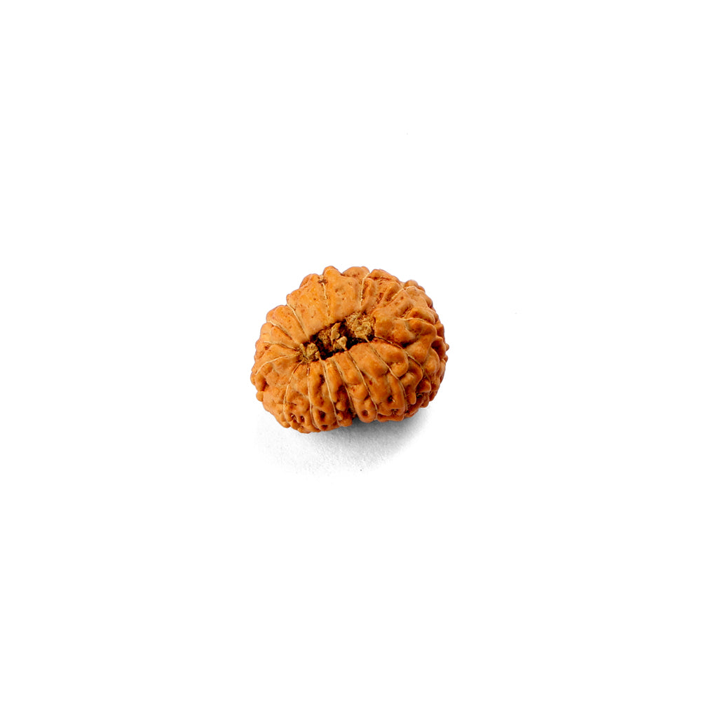 15 Mukhi Rudraksha