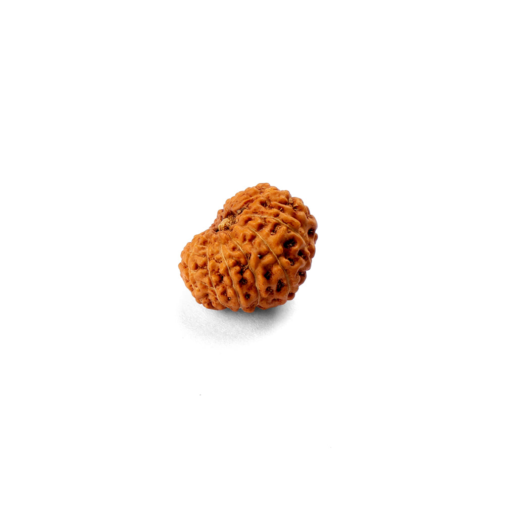 15 Mukhi Rudraksha