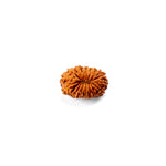 16 Mukhi Rudraksha