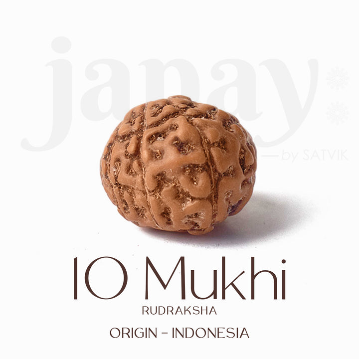 Certified 10 Mukhi brown Rudraksha bead from Indo origin placed on red cloth for spiritual protection, healing, and divine blessings. India’s Largest Pooja Accessories Brand - www.satvikstore.in


