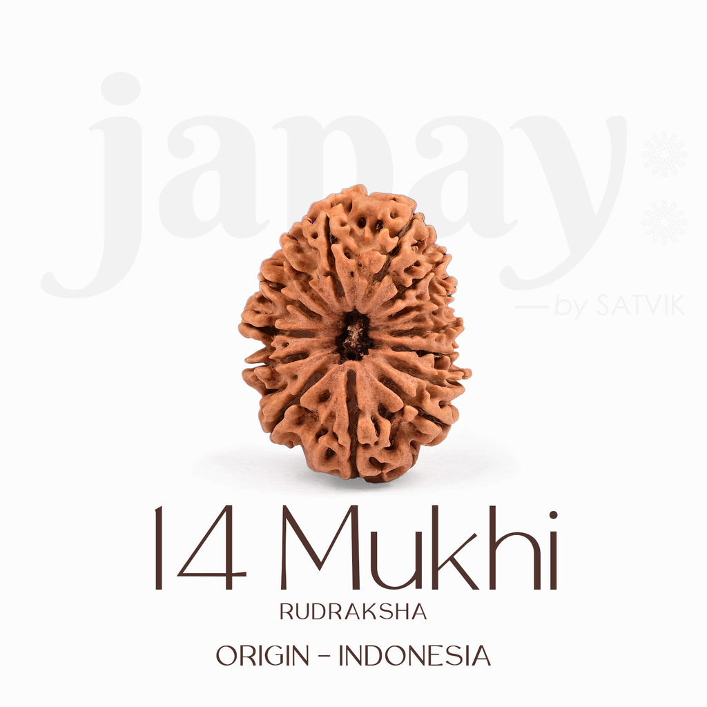 Certified 14 Mukhi Rudraksha Bead from Indonesia – Natural brown sacred bead for strength, intuition, and protection, used in Vedic rituals and spiritual healing. India’s Largest Brass Idols Brand - www.satvikstore.in
