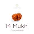 14 Mukhi Rudraksha bead natural Indo fourteen face Rudraksha. India’s Premium Rudraksha Beads Brand - www.satvikstore.in