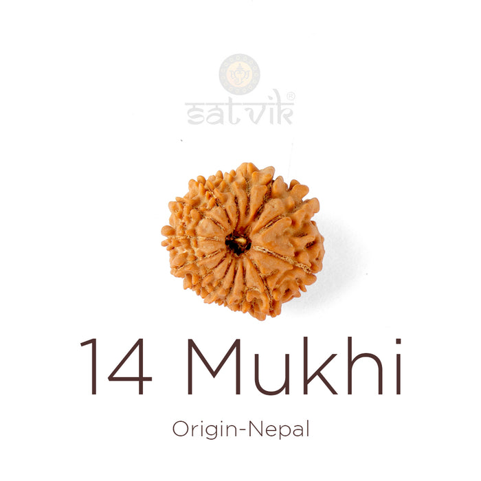 14 Mukhi Rudraksha bead natural Nepali fourteen face Rudraksha. India’s Premium Rudraksha Beads Brand - www.satvikstore.in