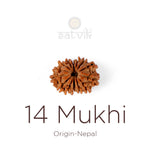 14 Mukhi Rudraksha bead natural Nepali fourteen face Rudraksha. India’s Premium Rudraksha Beads Brand - www.satvikstore.in