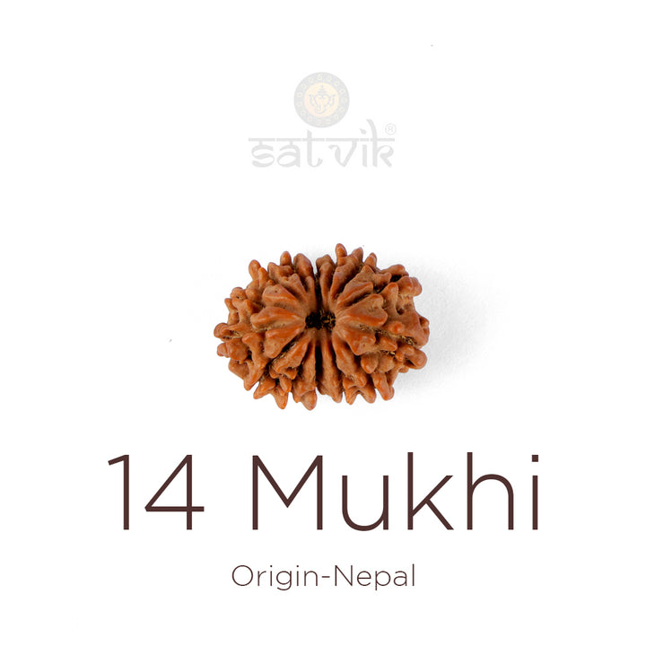 14 Mukhi Rudraksha bead natural Nepali fourteen face Rudraksha. India’s Premium Rudraksha Beads Brand - www.satvikstore.in