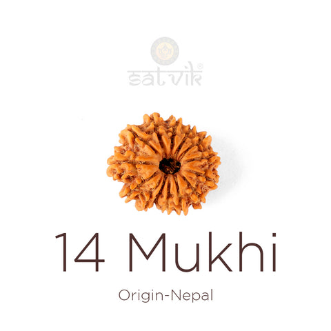 14 Mukhi Rudraksha bead natural Nepali fourteen face Rudraksha. India’s Premium Rudraksha Beads Brand - www.satvikstore.in
