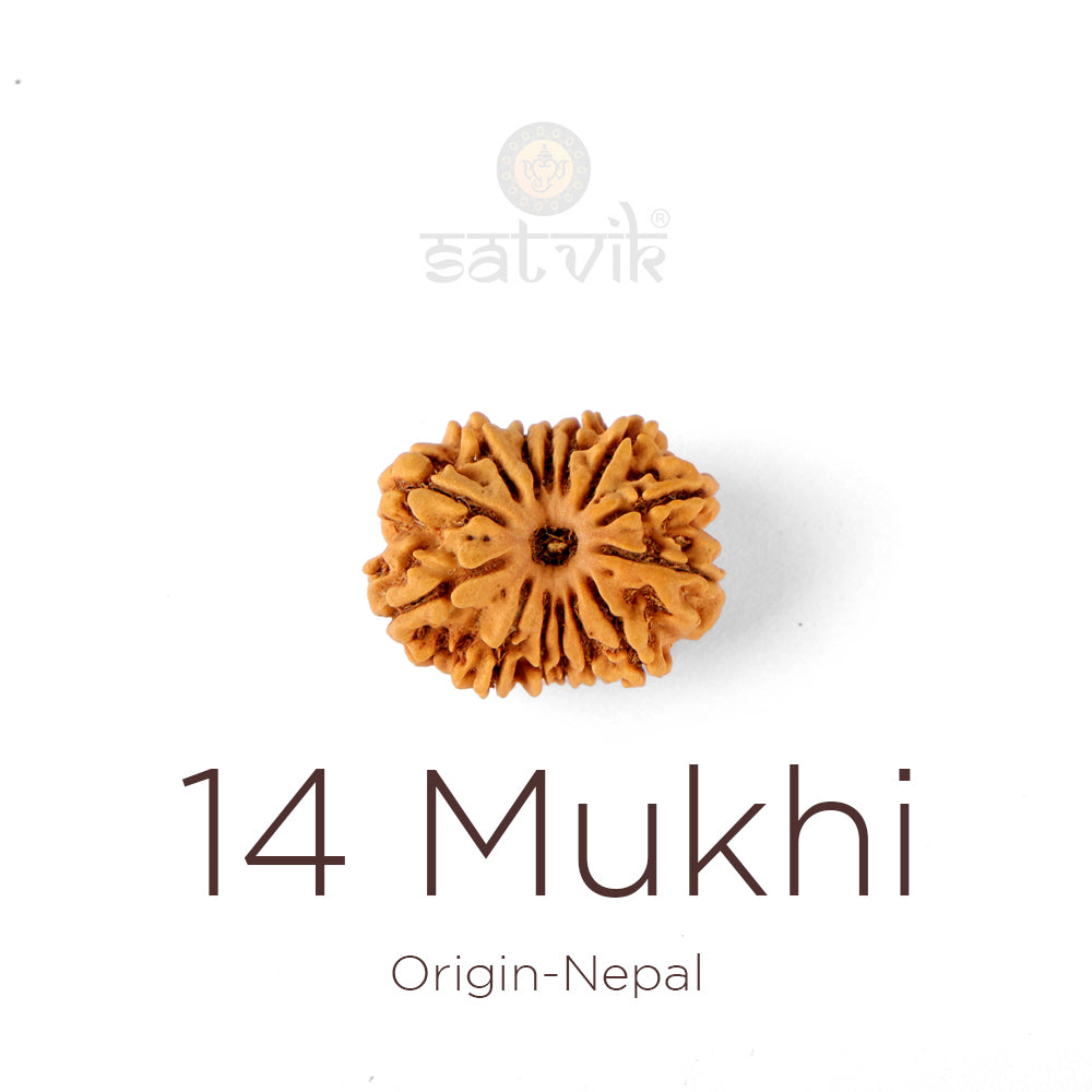 14 Mukhi Rudraksha bead natural Nepali fourteen face Rudraksha. India’s Premium Rudraksha Beads Brand - www.satvikstore.in