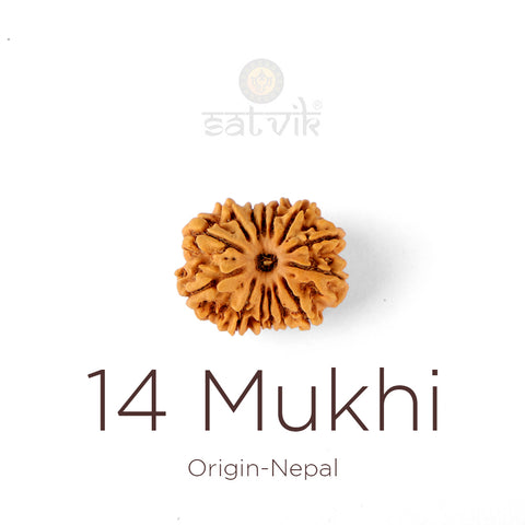 14 Mukhi Rudraksha bead natural Nepali fourteen face Rudraksha. India’s Premium Rudraksha Beads Brand - www.satvikstore.in