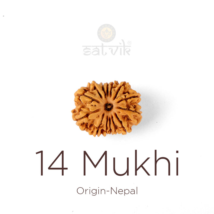 14 Mukhi Rudraksha bead natural Nepali fourteen face Rudraksha. India’s Premium Rudraksha Beads Brand - www.satvikstore.in