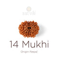 14 Mukhi Rudraksha bead natural Nepali fourteen face Rudraksha. India’s Premium Rudraksha Beads Brand - www.satvikstore.in