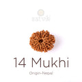 14 Mukhi Rudraksha bead natural Nepali fourteen face Rudraksha. India’s Premium Rudraksha Beads Brand - www.satvikstore.in