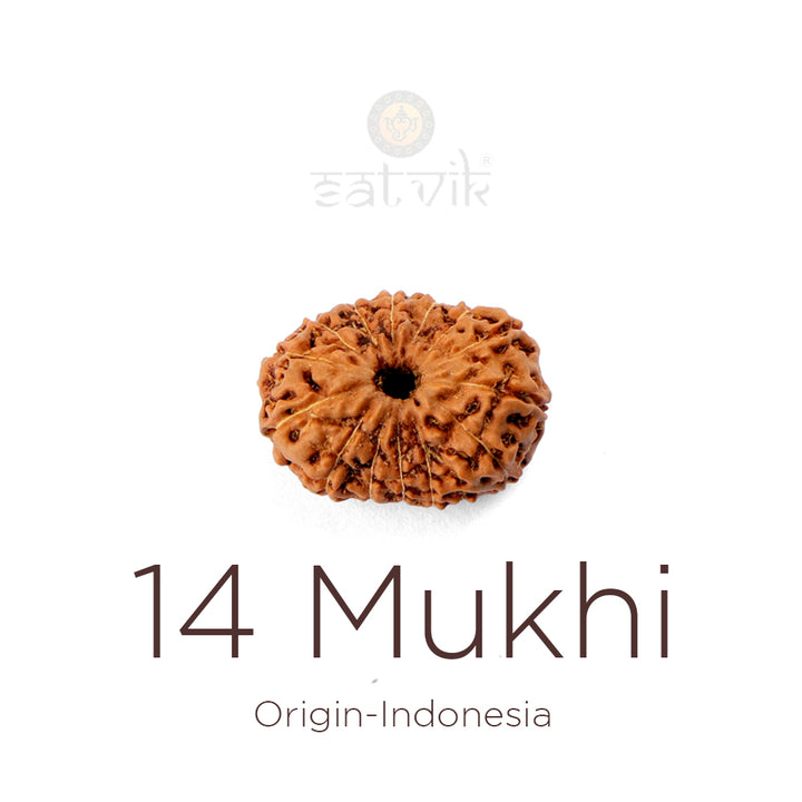 14 Mukhi Rudraksha bead natural Indo fourteen face Rudraksha. India’s Premium Rudraksha Beads Brand - www.satvikstore.in