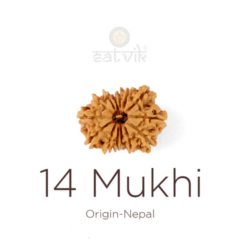 14 Mukhi Rudraksha bead natural Nepali fourteen face Rudraksha. India’s Premium Rudraksha Beads Brand - www.satvikstore.in
