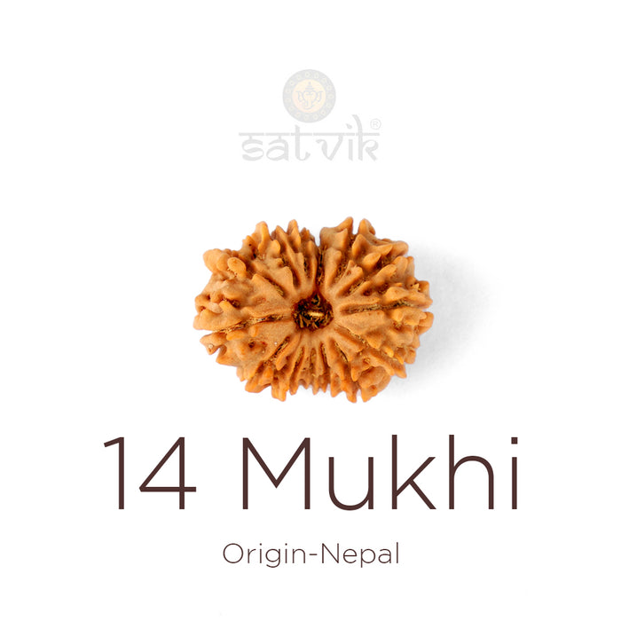 14 Mukhi Rudraksha bead natural Nepali fourteen face Rudraksha. India’s Premium Rudraksha Beads Brand - www.satvikstore.in