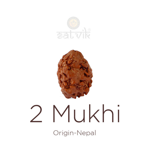 14 Mukhi Rudraksha bead natural Nepali fourteen face Rudraksha. India’s Premium Rudraksha Beads Brand - www.satvikstore.in