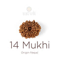 14 Mukhi Rudraksha bead natural Nepali fourteen face Rudraksha. India’s Premium Rudraksha Beads Brand - www.satvikstore.in