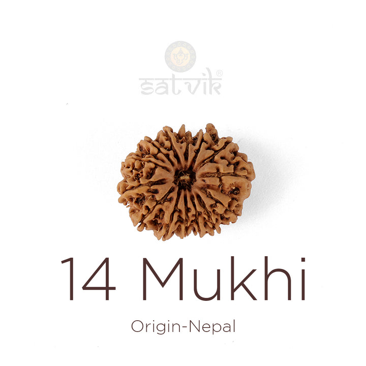 14 Mukhi Rudraksha bead natural Nepali fourteen face Rudraksha. India’s Premium Rudraksha Beads Brand - www.satvikstore.in