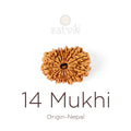 14 Mukhi Rudraksha bead natural Nepali fourteen face Rudraksha. India’s Premium Rudraksha Beads Brand - www.satvikstore.in