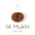 14 Mukhi Rudraksha bead natural Nepali fourteen face Rudraksha. India’s Premium Rudraksha Beads Brand - www.satvikstore.in