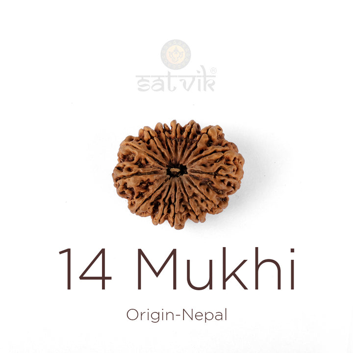 14 Mukhi Rudraksha bead natural Nepali fourteen face Rudraksha. India’s Premium Rudraksha Beads Brand - www.satvikstore.in