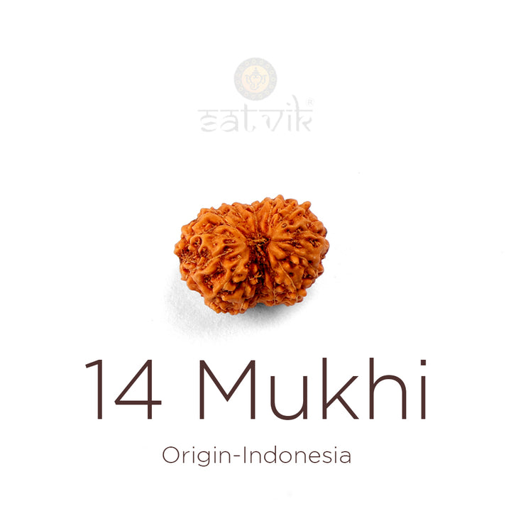 14 Mukhi Rudraksha bead natural Indo fourteen face Rudraksha. India’s Premium Rudraksha Beads Brand - www.satvikstore.in