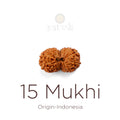 15 Mukhi Rudraksha bead natural Indo fifteen face Rudraksha. India’s Premium Rudraksha Beads Brand - www.satvikstore.in