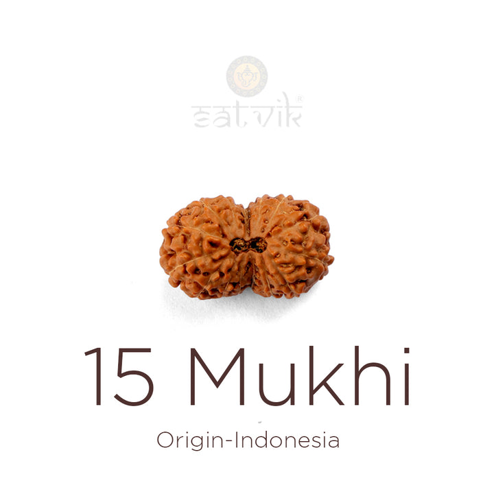 15 Mukhi Rudraksha bead natural Indo fifteen face Rudraksha. India’s Premium Rudraksha Beads Brand - www.satvikstore.in
