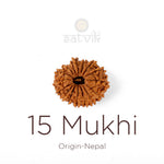 15 Mukhi Rudraksha bead natural Nepali fifteen face Rudraksha. India’s Premium Rudraksha Beads Brand - www.satvikstore.in