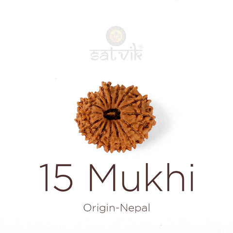 15 Mukhi Rudraksha bead natural Nepali fifteen face Rudraksha. India’s Premium Rudraksha Beads Brand - www.satvikstore.in