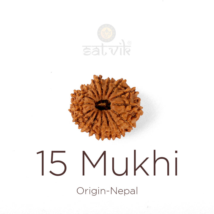 15 Mukhi Rudraksha bead natural Nepali fifteen face Rudraksha. India’s Premium Rudraksha Beads Brand - www.satvikstore.in