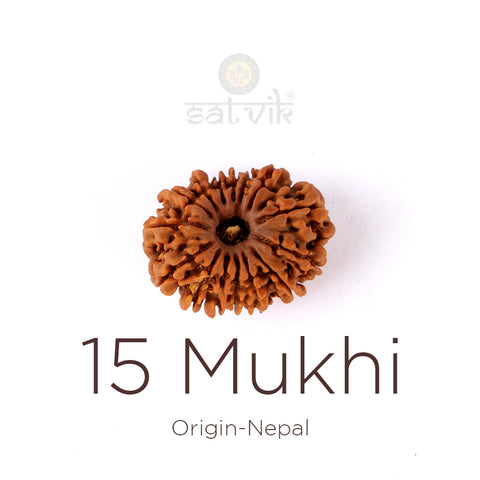 15 Mukhi Rudraksha bead natural Nepali fifteen face Rudraksha. India’s Premium Rudraksha Beads Brand - www.satvikstore.in