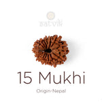 15 Mukhi Rudraksha bead natural Nepali fifteen face Rudraksha. India’s Premium Rudraksha Beads Brand - www.satvikstore.in