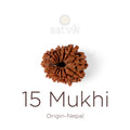 15 Mukhi Rudraksha bead natural Nepali fifteen face Rudraksha. India’s Premium Rudraksha Beads Brand - www.satvikstore.in