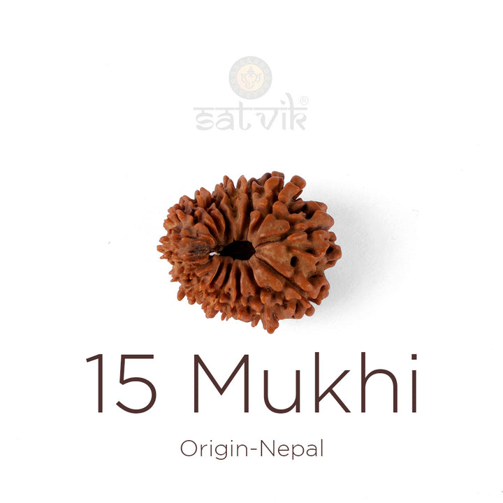 15 Mukhi Rudraksha bead natural Nepali fifteen face Rudraksha. India’s Premium Rudraksha Beads Brand - www.satvikstore.in
