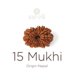 15 Mukhi Rudraksha bead natural Nepali fifteen face Rudraksha. India’s Premium Rudraksha Beads Brand - www.satvikstore.in