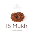 15 Mukhi Rudraksha bead natural Nepali fifteen face Rudraksha. India’s Premium Rudraksha Beads Brand - www.satvikstore.in