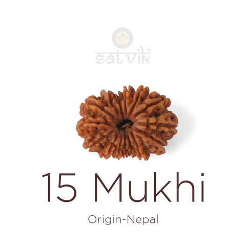 15 Mukhi Rudraksha bead natural Nepali fifteen face Rudraksha. India’s Premium Rudraksha Beads Brand - www.satvikstore.in